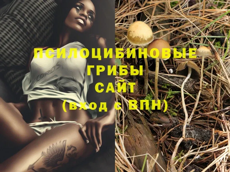 как найти закладки  Бакал  Галлюциногенные грибы Magic Shrooms 